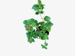 Lantana Camara - VallsGarden