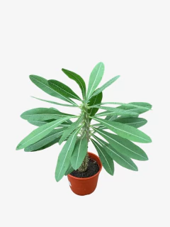 Pachypodium Horombensis en internet