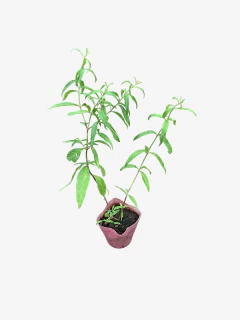 Cedron - comprar online