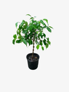 Ficus Benjamina trenzado Topiario