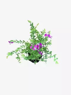 Polygala Myrtifolia Grandiflora - comprar online