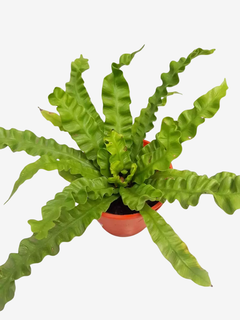 Asplenium Osaka (ondulado) - comprar online