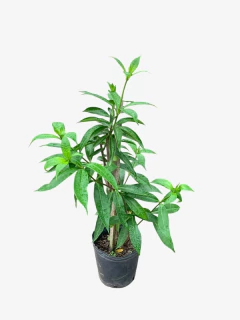 JAZMIN CUBA - VallsGarden