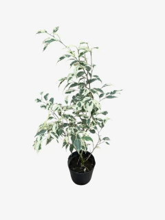 Ficus Hawái - VallsGarden