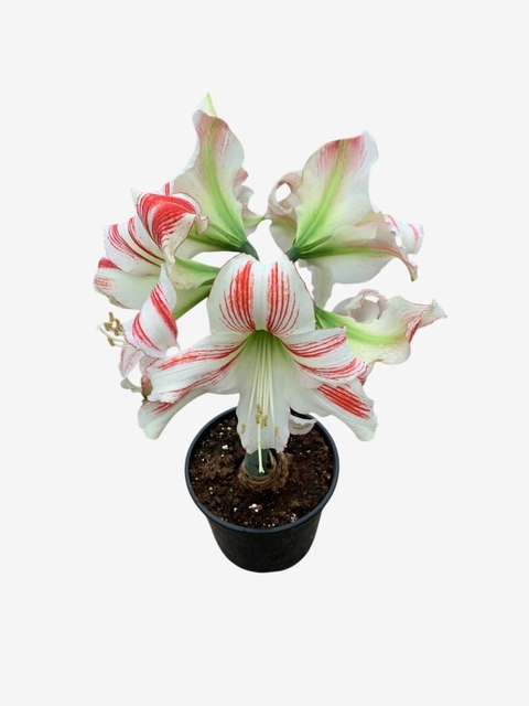 Amaryllis