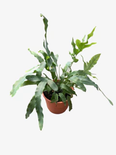 Helecho Flevonium - VallsGarden