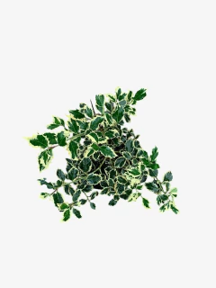 Ilex Aquifolium Argenta Marginata - comprar online