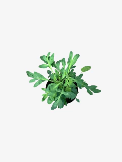 Ruda - VallsGarden
