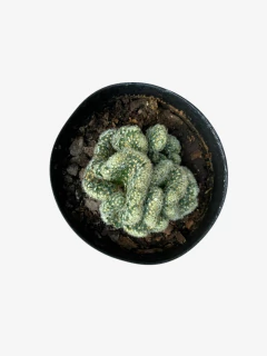 Cactus Cerebrito - comprar online