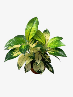 Croton Monalisa - VallsGarden
