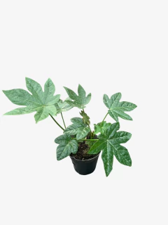 Aralia Sieboldii - tienda online