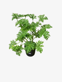 Citronella - VallsGarden
