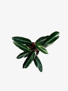 Calathea Stromante Sanguinea - tienda online