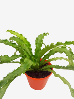 Asplenium Osaka (ondulado) en internet