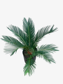 Cyca Revoluta - VallsGarden