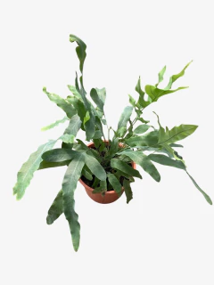 Helecho Flevonium - tienda online