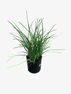 Dietes Bicolor - comprar online