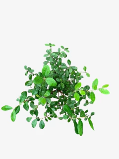 Feijoa Sellowiana (falso guayabo) - tienda online