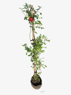 Rosal Trepador en internet