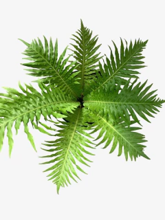 Helecho Blechnum Gibbum Helecho 'Silver Lady' - comprar online