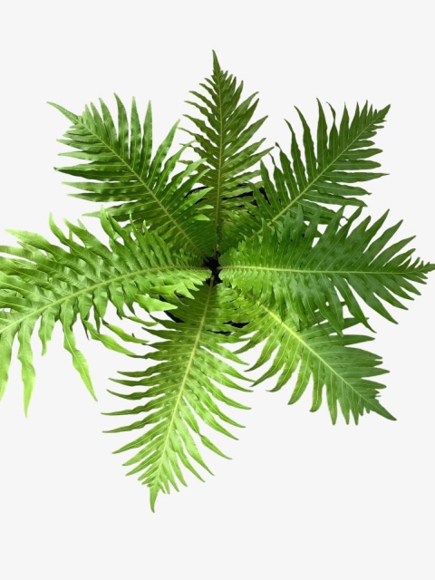 Helecho Silver Lady - comprar online