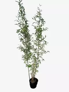 Phyllostachys bambusoides (caña tacuara)
