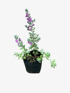 Leucophyllum Compactum - tienda online