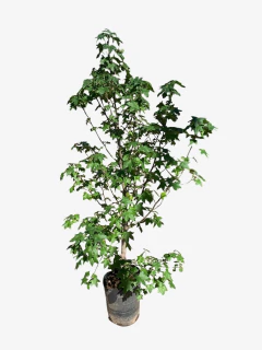Liquidambar Styrasiflua en internet