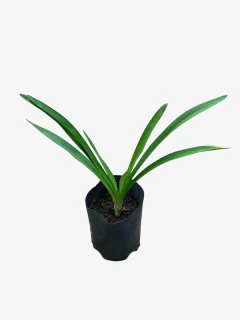 Agapantos Flor Blanca - comprar online