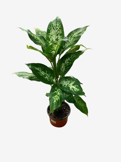 Diefenbachia Mariana en internet