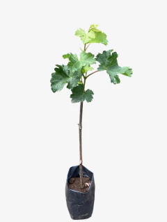 PARRA - comprar online