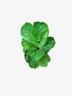 Imagen de Ficus Pandurata Bambino