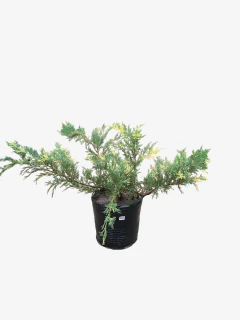 Juniperus V. Aurea