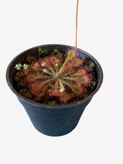 Carnívora Spatulata en internet