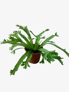 Asplenium Crissie (Bifurcado) - tienda online
