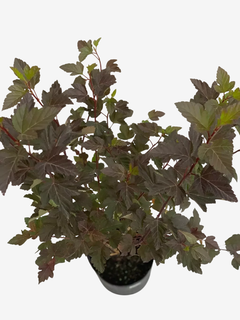 Physocarpus Opuliolius Diabolo - comprar online