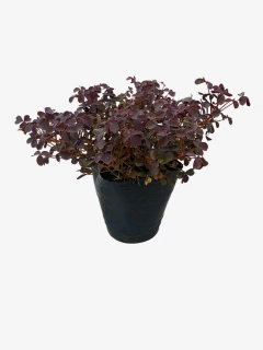 Trebol Rojo - VallsGarden