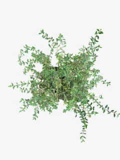 Abelia Grandiflora Nana Variegata Alba