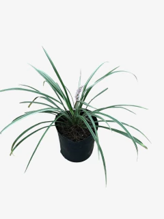 Liriope Muscari sun proof - VallsGarden