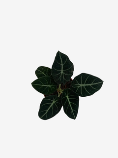 Alocasia Black Velvet en internet