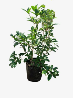 Osmanthus Fragans - comprar online