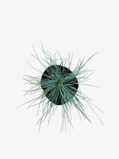 Festuca Ovina Glauca - comprar online