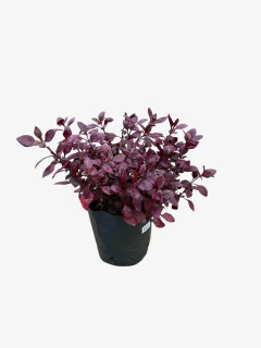 Althernatera Italiana - VallsGarden