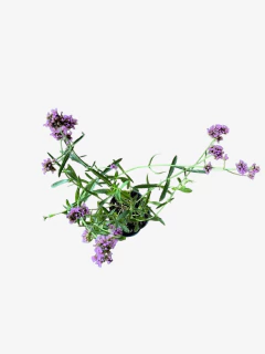 Verbena Bonariensis - tienda online