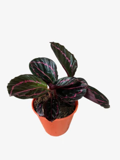 Calathea Dottie - VallsGarden