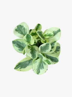 Peperomia variegada - comprar online