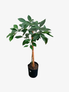 Naranja de ombligo sanguinea en internet