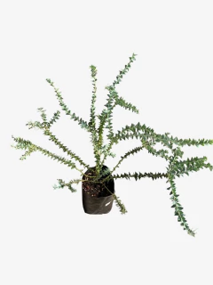 Acacia Cultriformis
