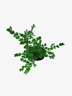 Buxus Sempervirens - tienda online