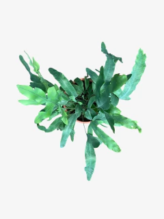 Helecho Flevonium - comprar online